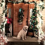 Guiness White Labrador Christmas Time